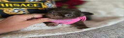 Chihuahua dogs for sale: Xx quality chocolate longcoat chihuahua puppies Xx - Advert 26