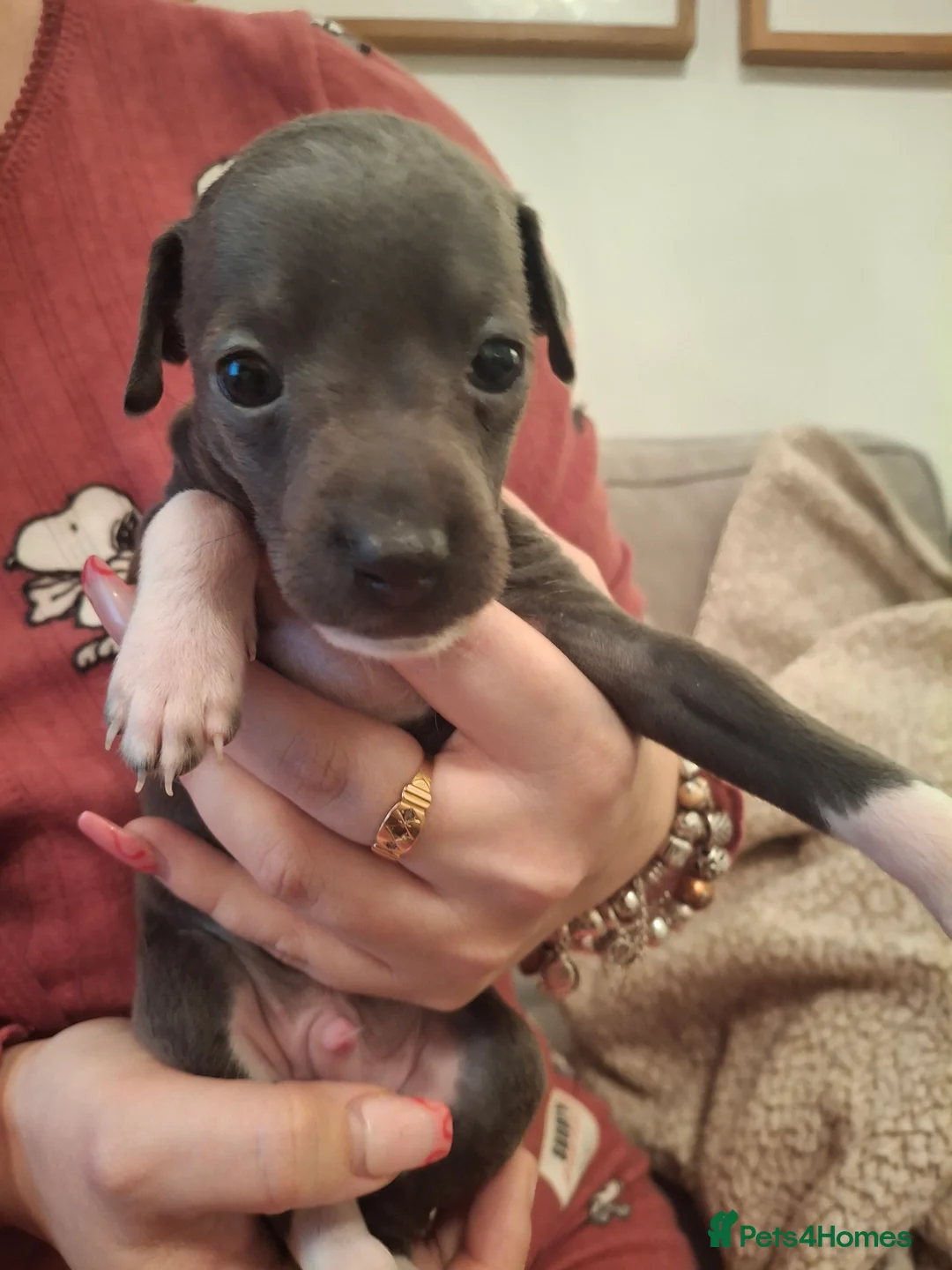 Italian Greyhound dogs for sale: Little Italian greyhound babies  - Advert 12