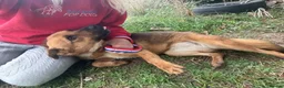 Mixed Breed dogs for adoption: Roca - Norwich Norfolk  - Advert 3