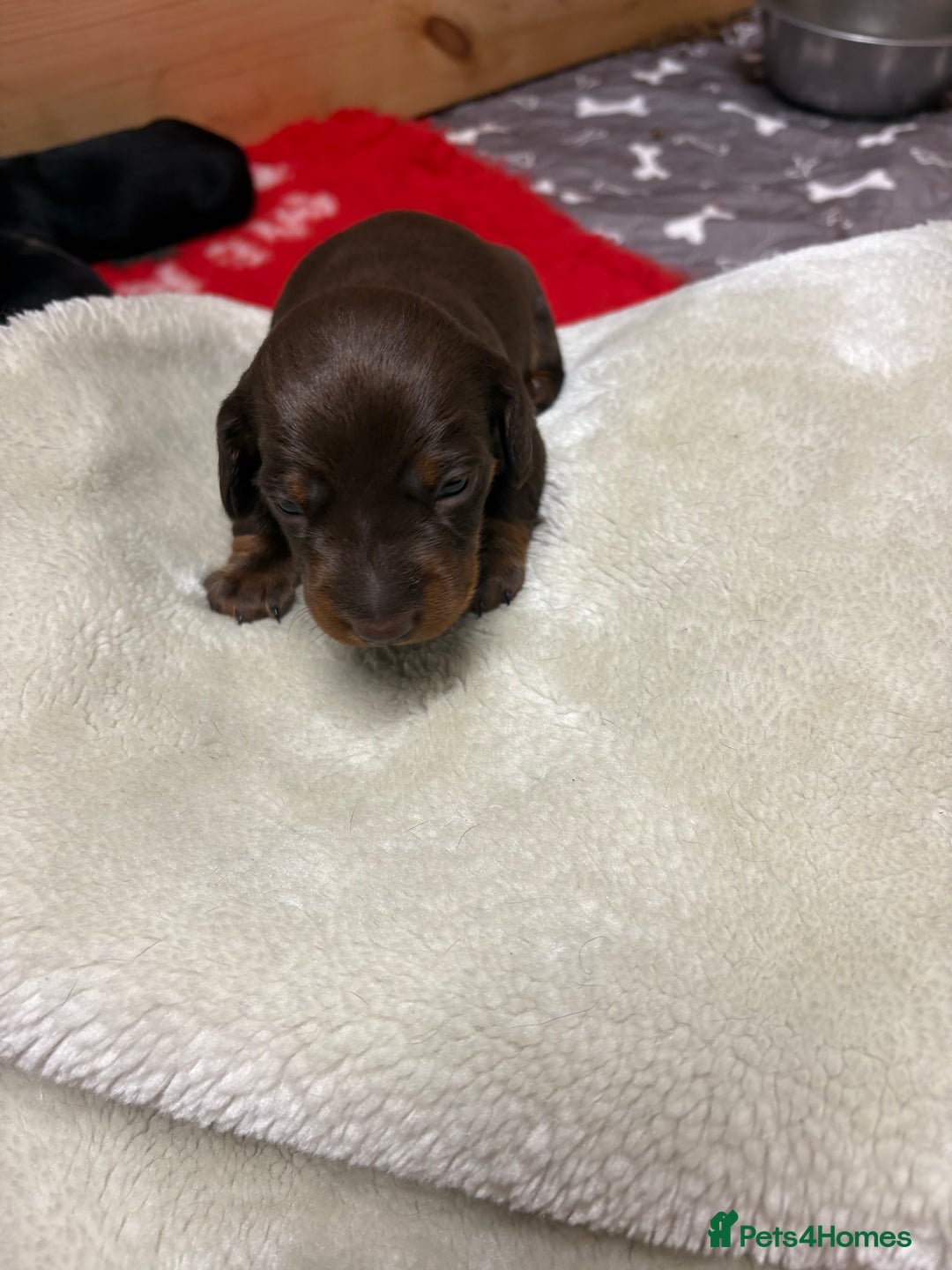 Miniature Dachshund dogs for sale: Beautiful miniature Dauchunds  - Advert 10