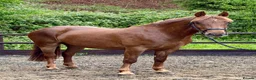 Irish Sports horses for sale: WPB Quality 4yr Old - Advert 5