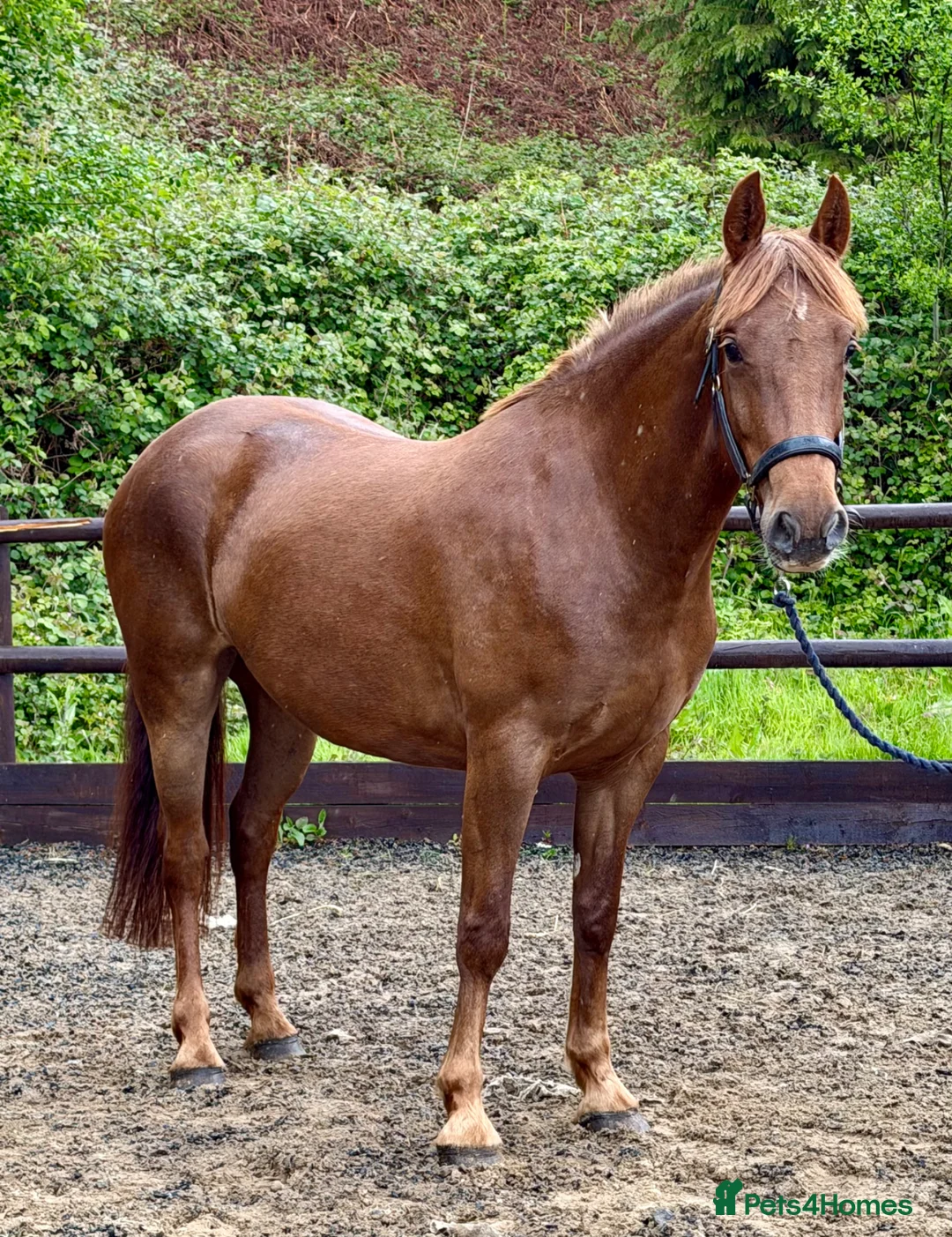 Irish Sports horses for sale: WPB Quality 4yr Old - Advert 5