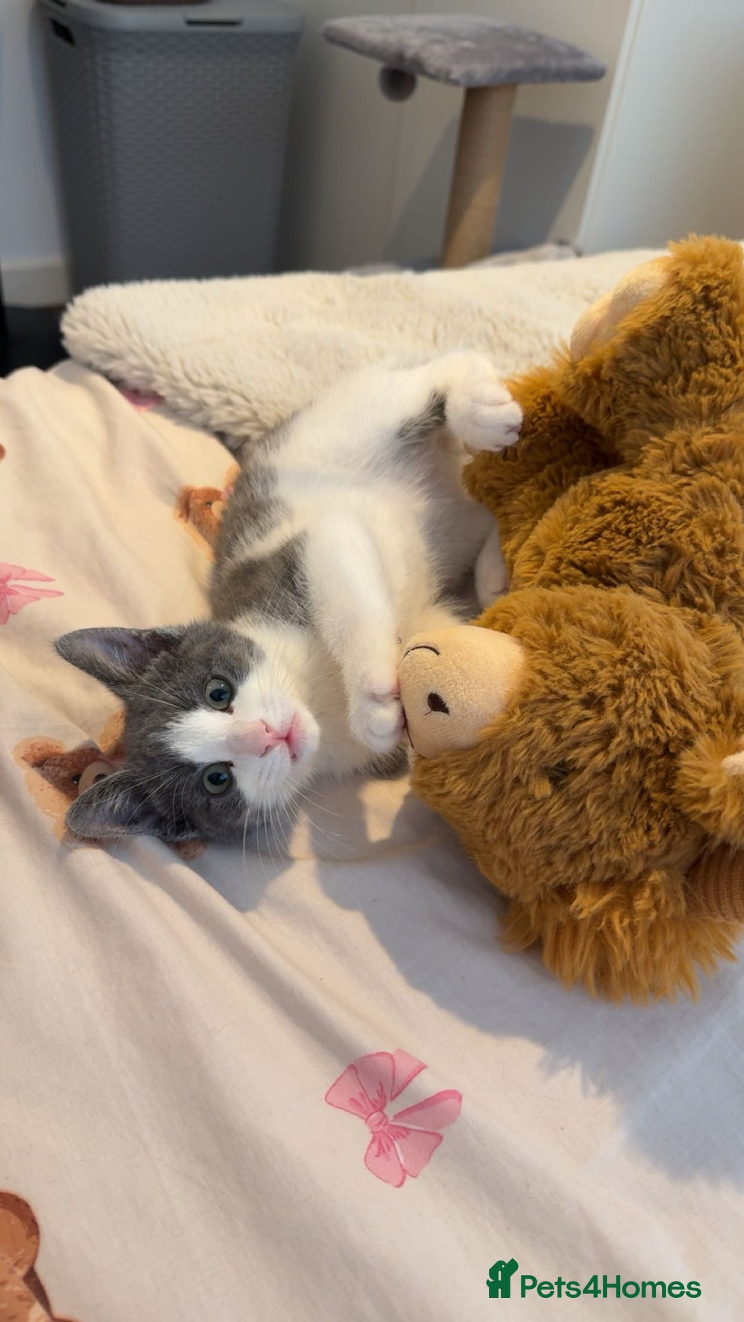 Mixed Breed cats for sale: Grey and white tabby  - Advert 14