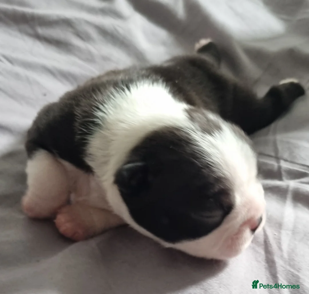 Boston Terrier dogs for sale: Kc Boston Terriers Exceptional puppies - Advert 8