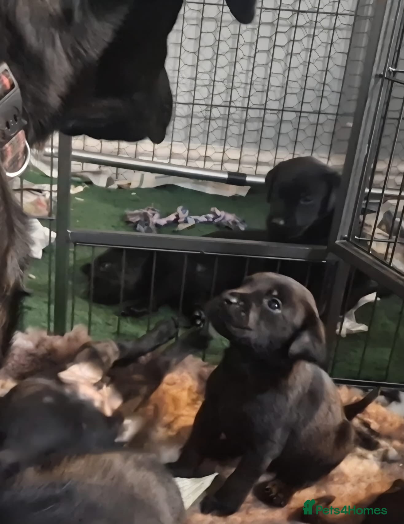 Labrador Retriever dogs Working line KC reg black dog puppies - Advert 2
