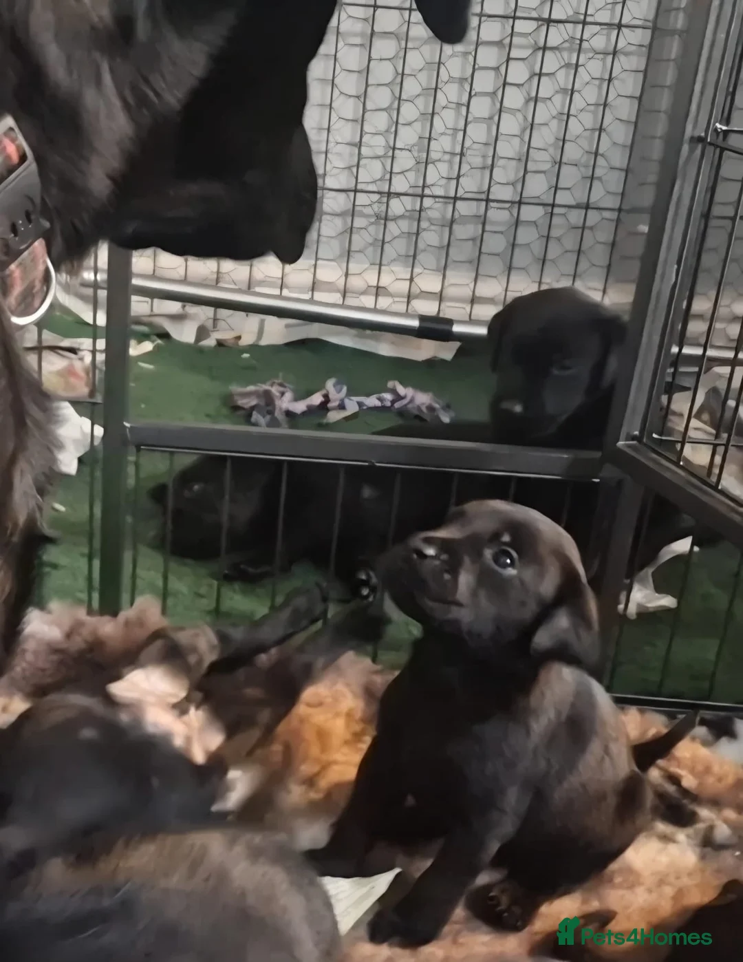 Labrador Retriever dogs for sale: Working line KC reg black dog puppies in Diss - Advert 2