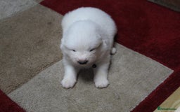 Samoyed dogs for sale: Samoyed puppies - fluff and joy - Image 25