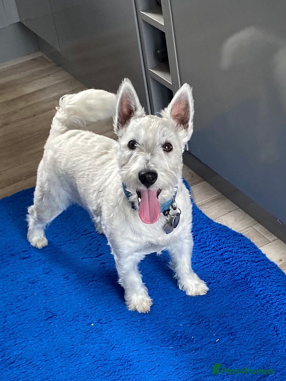West Highland Terrier dogs WestHighland White Male 10 Months old - Advert 10