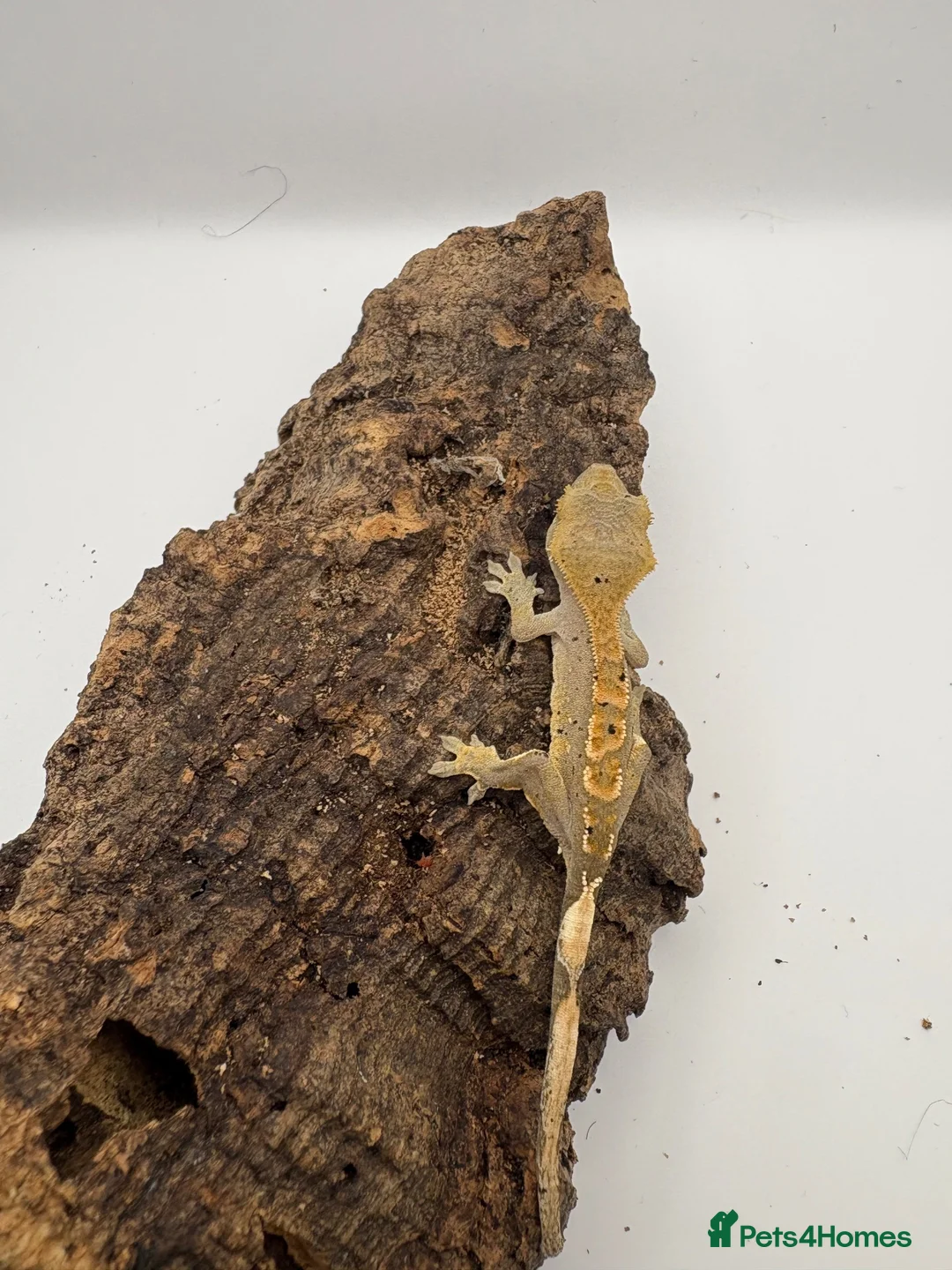 Gecko reptiles for sale: 🦎BABY MIXED CRESTED GECKOS AVAILABLE 🦎 - Advert 2