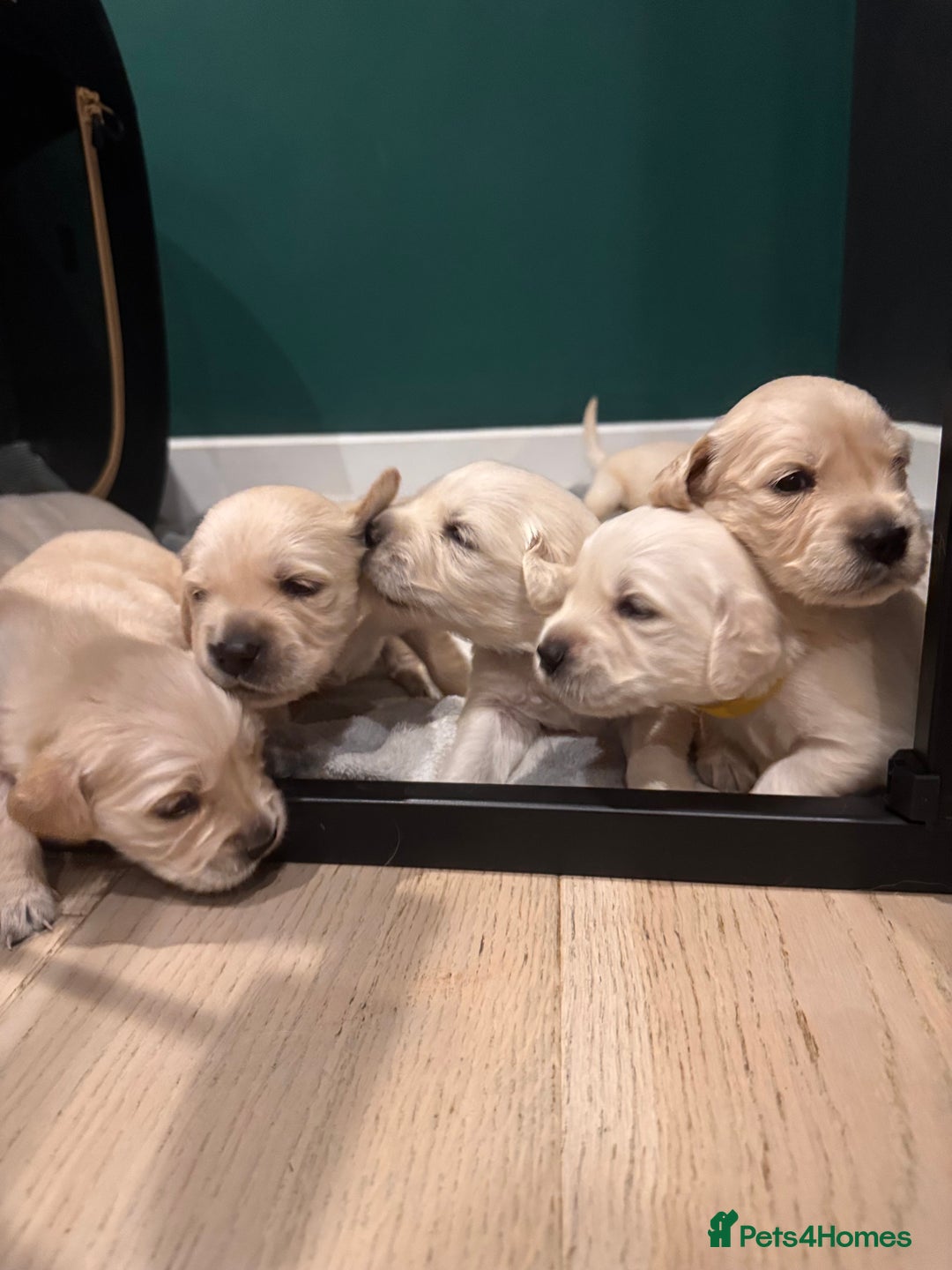 Golden Retriever dogs for sale: Champion line-KC Reg. Golden Retriever Puppies💖💙 - Advert 3
