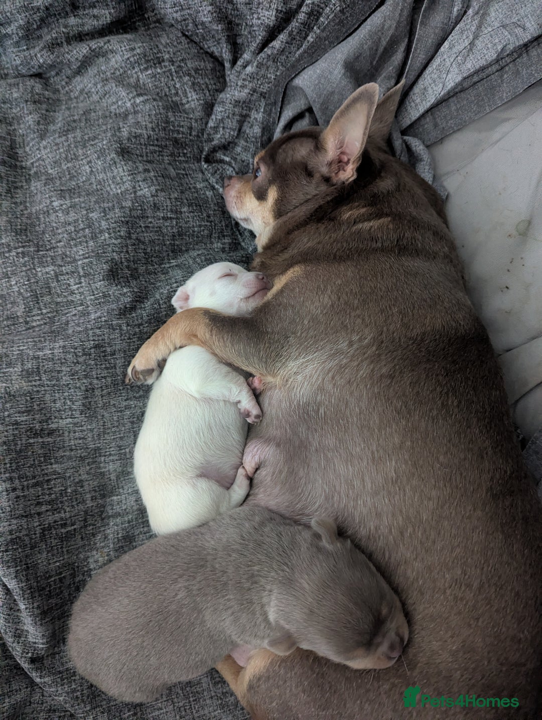 Chihuahua dogs for sale: 2 KC smooth coat boys - Advert 9