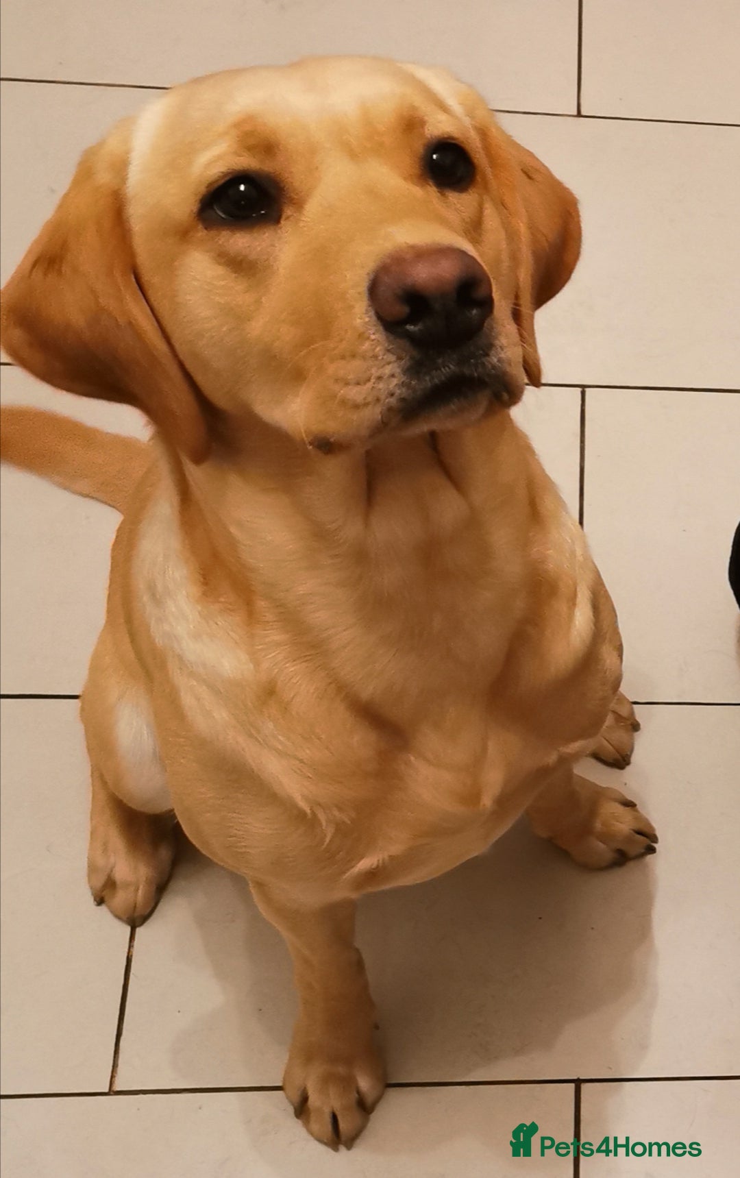Labrador Retriever dogs for sale: KC Labrador Puppies – Ready 23rd August 🐾 - Image 23