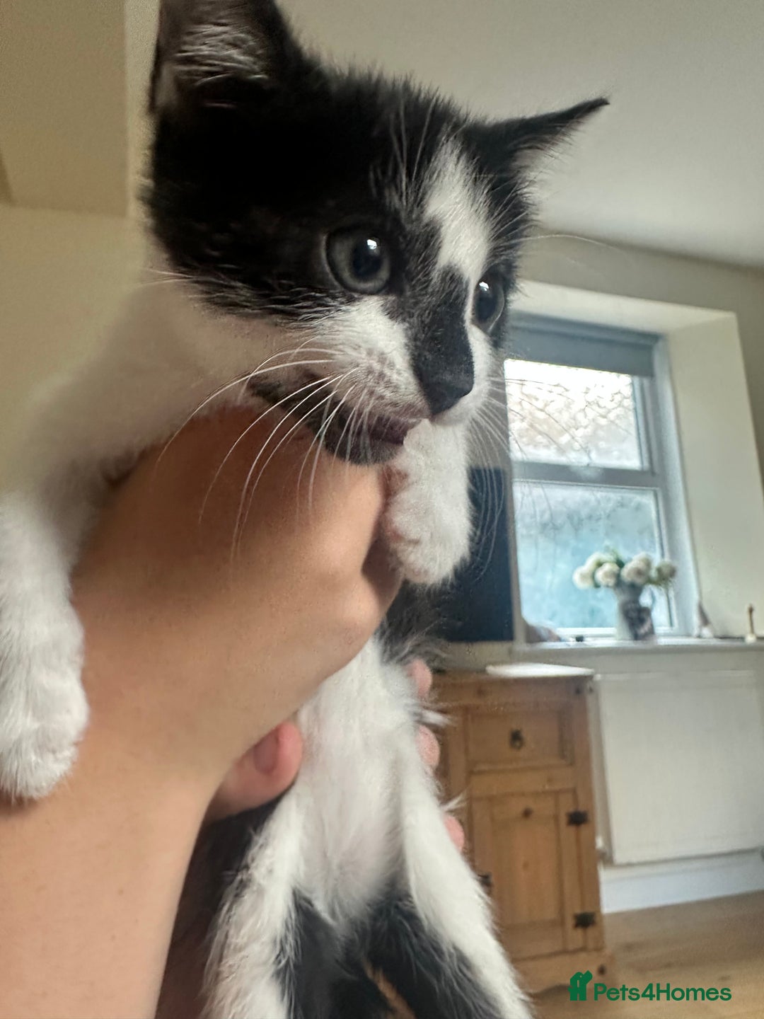 Domestic Shorthair cats for sale: Gorgeous traditional Black and white kittens  - Image 10