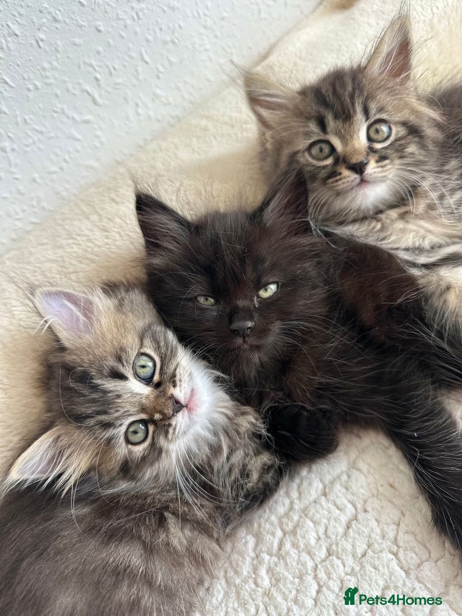 Siberian cats Beautiful Siberian Kittens - Advert 2