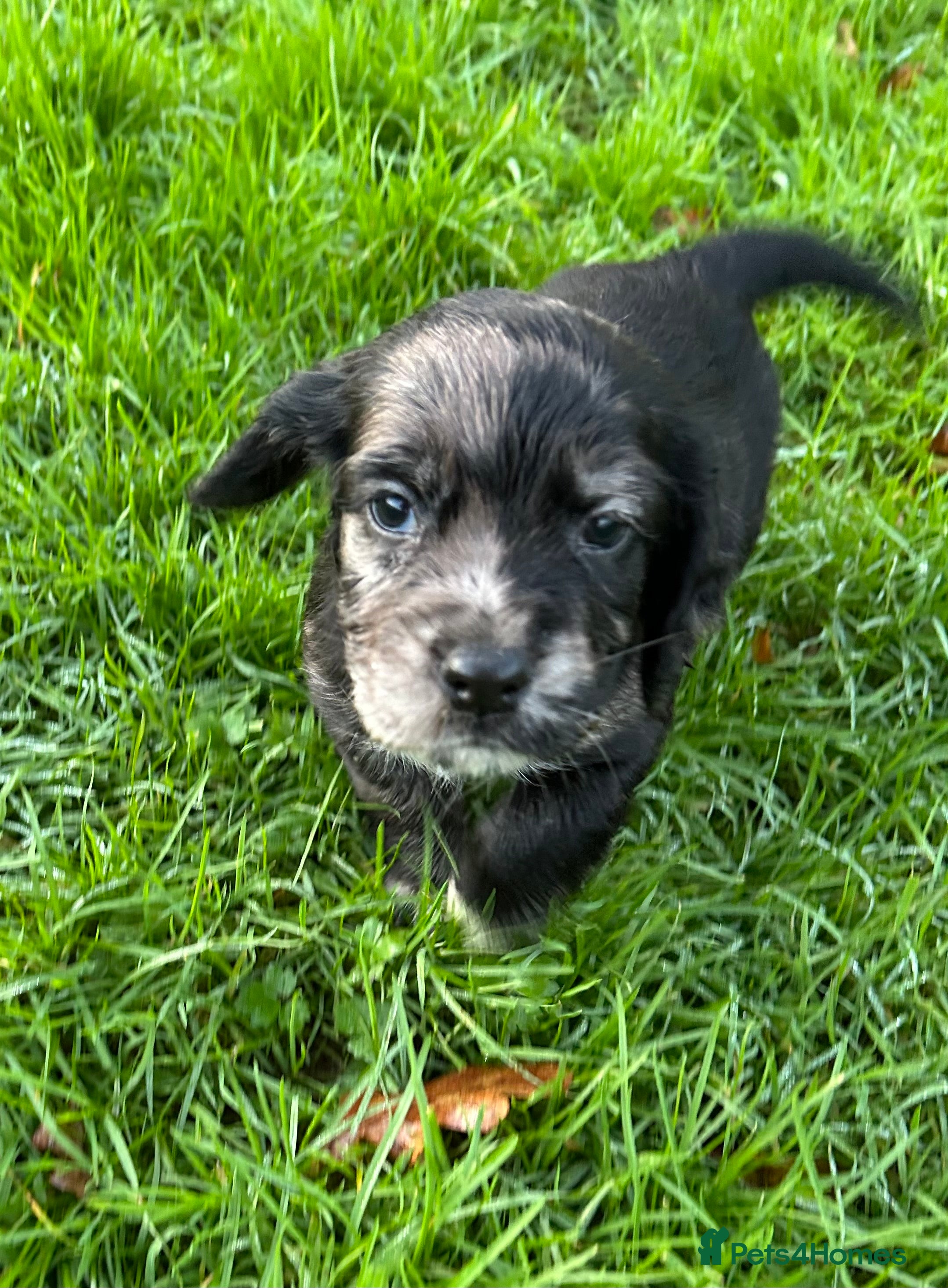 Cocker Spaniel dogs STUNNING WORKING COCKER SPANIEL PUPS - Advert 9