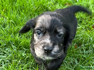 Cocker Spaniel dogs STUNNING WORKING COCKER SPANIEL PUPS - Advert 9