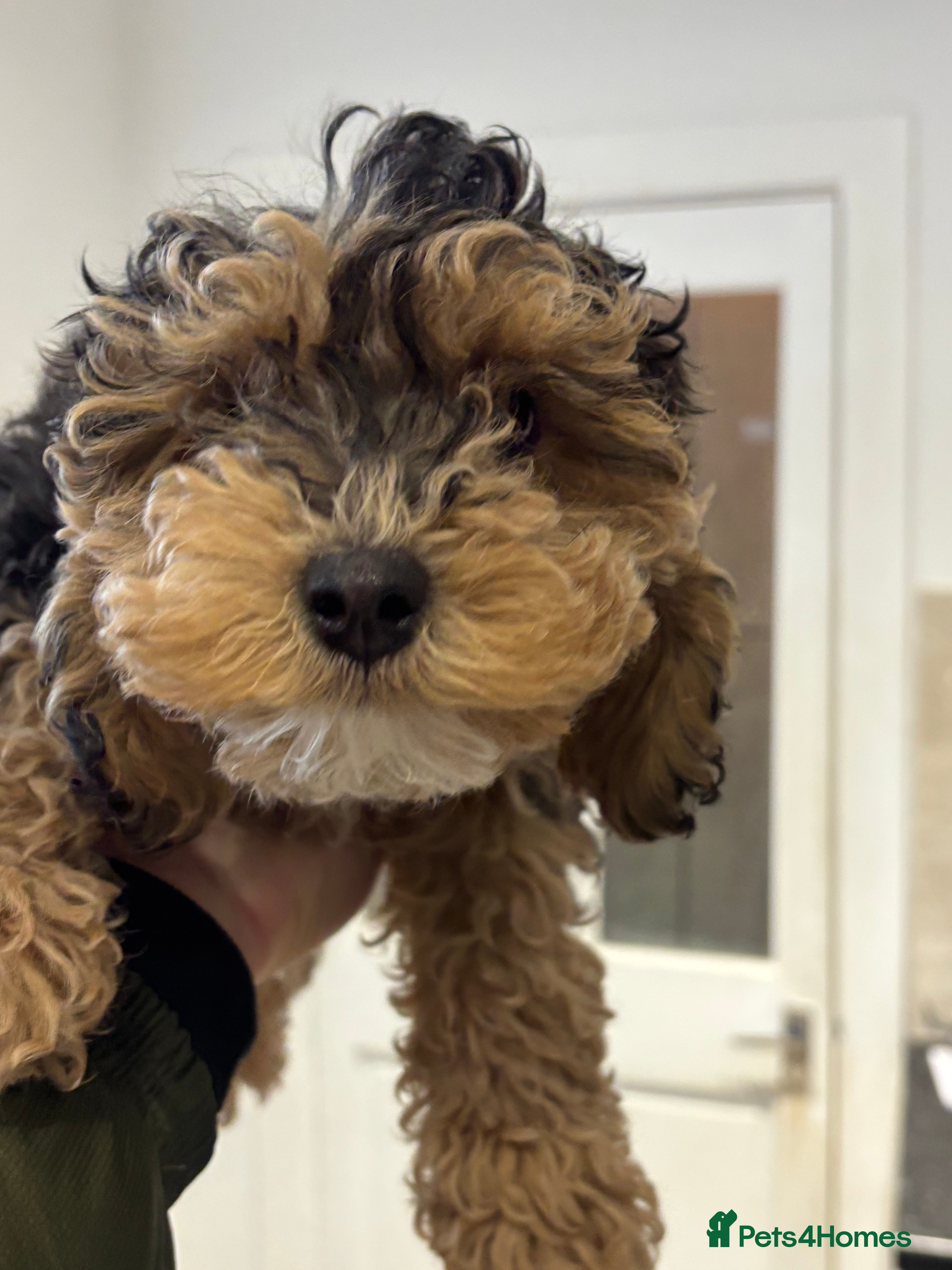 Cockapoo dogs Toy cockerpoo  - Advert 3