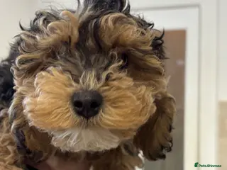 Cockapoo dogs Toy cockerpoo - Advert 1