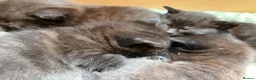 Mixed Breed cats for sale: Brown fluffy kittens  - Advert 9