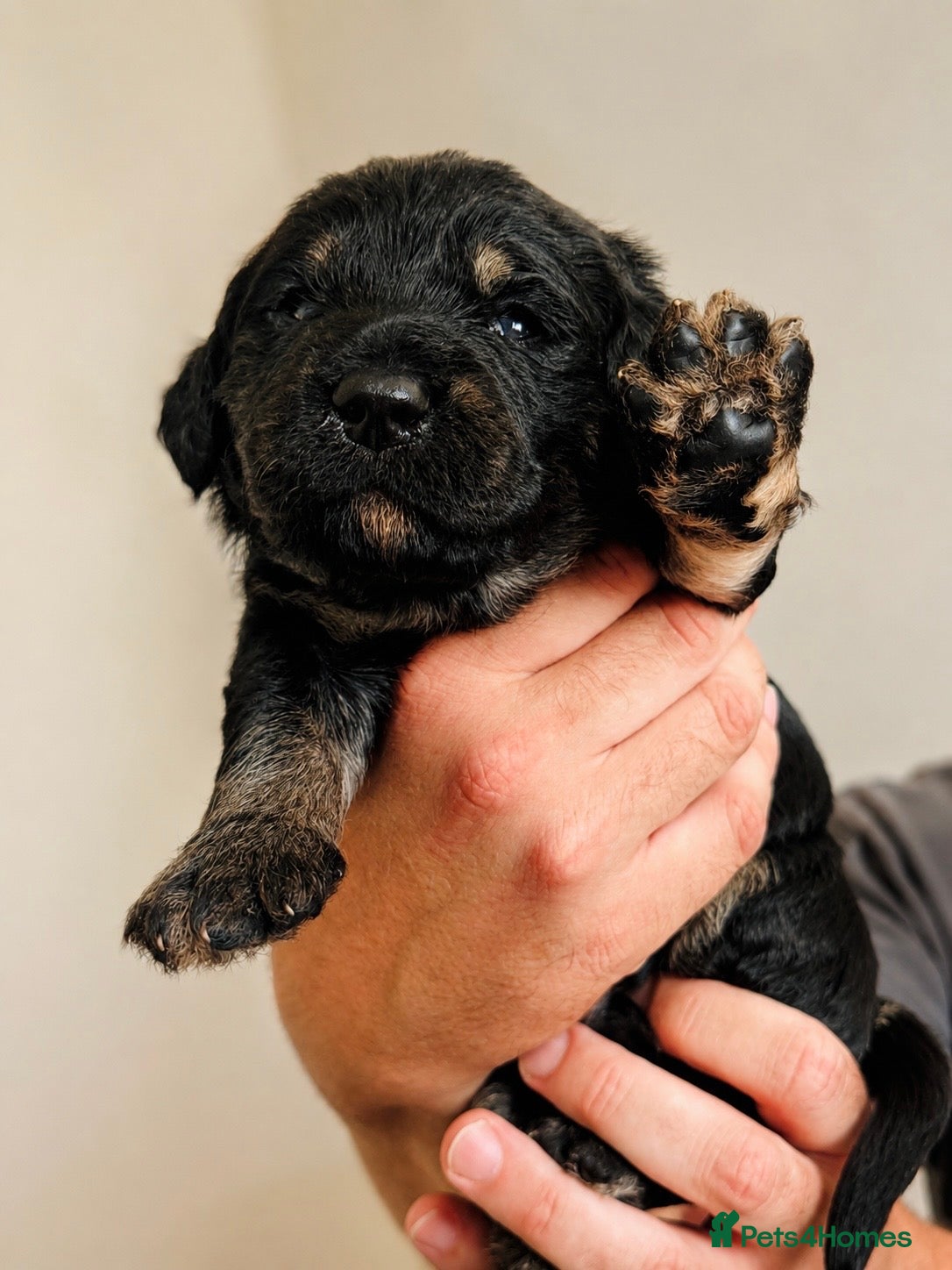 Goldendoodle dogs F1 Standard Goldendoodle Puppies  - Advert 10