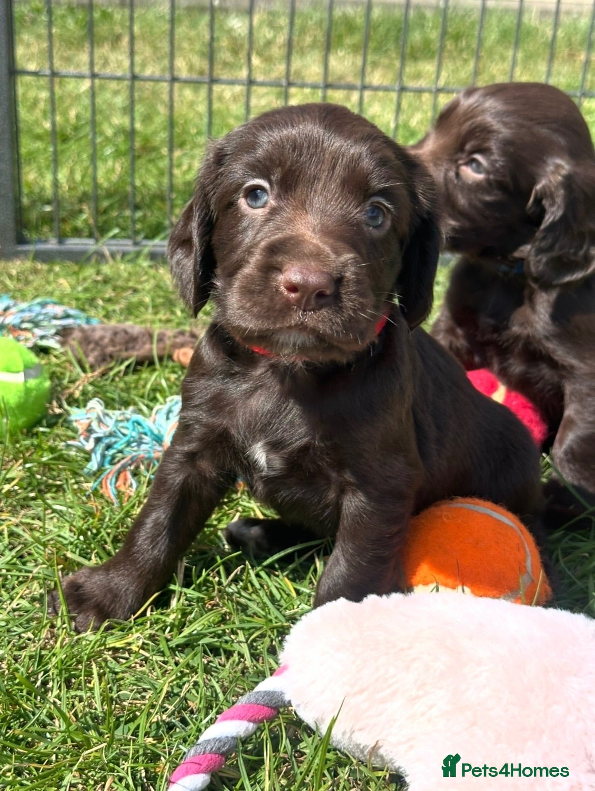 Sprocker dogs Fully Health Tested F1 Sprocker Spaniel Puppies - Advert 1