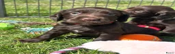 Sprocker dogs for sale: Fully DNA Health Tested F1 Sprocker Puppies - Advert 9
