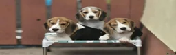 Beagle dogs for sale: Beagle Puppies  in Craigavon - Advert 3