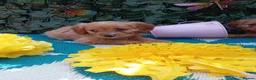 Cavapoo dogs for sale: Stunning Cavapoos fully health tested parents - Advert 4