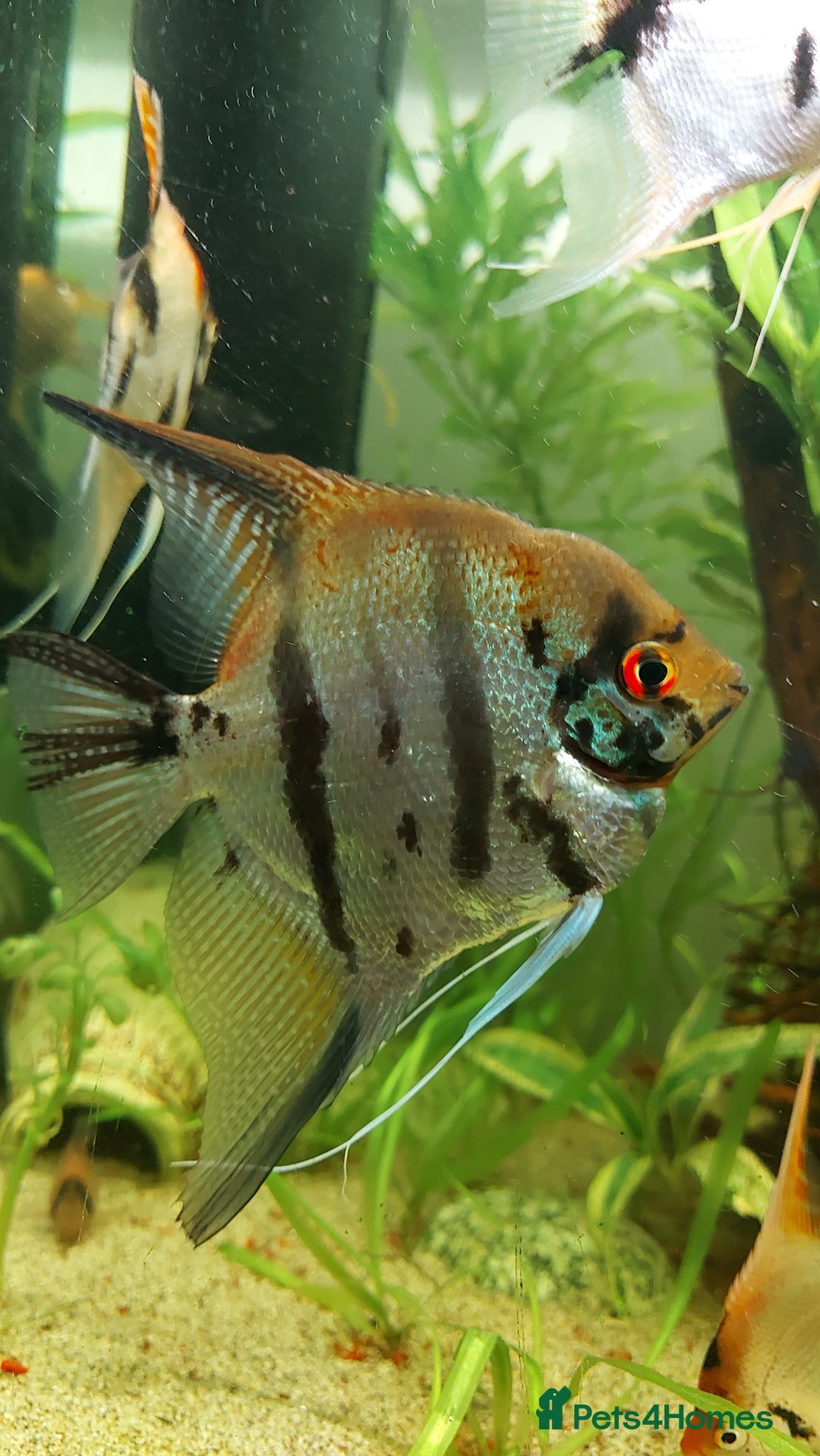 Angelfish fish for sale: Koi & Golden Marble Angelfish - Advert 3