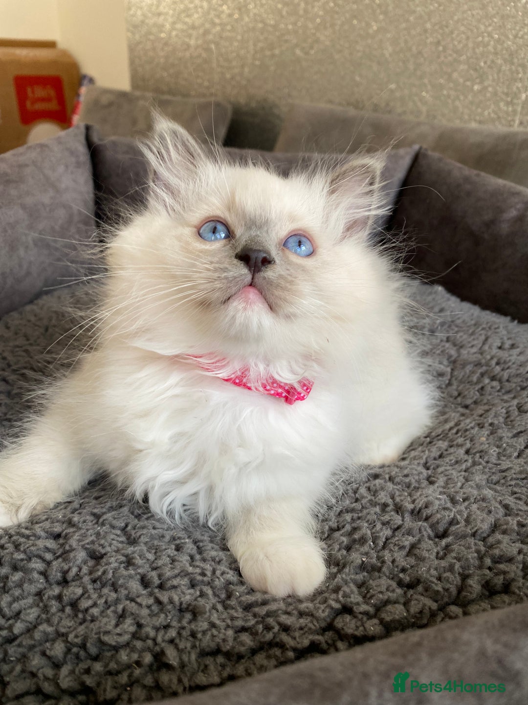 Ragdoll cats for sale: Ragdoll kittens  - Advert 13