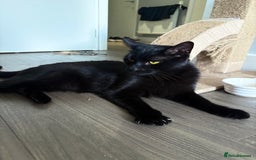 Bombay cats for sale: male cat 1 year old Bombay cross - Image 2