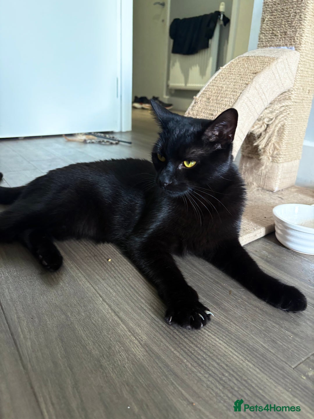 Bombay cats for sale: male cat 1 year old Bombay cross - Image 2