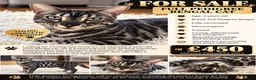 Bengal cats for sale: Sotty in Purley - Advert 2