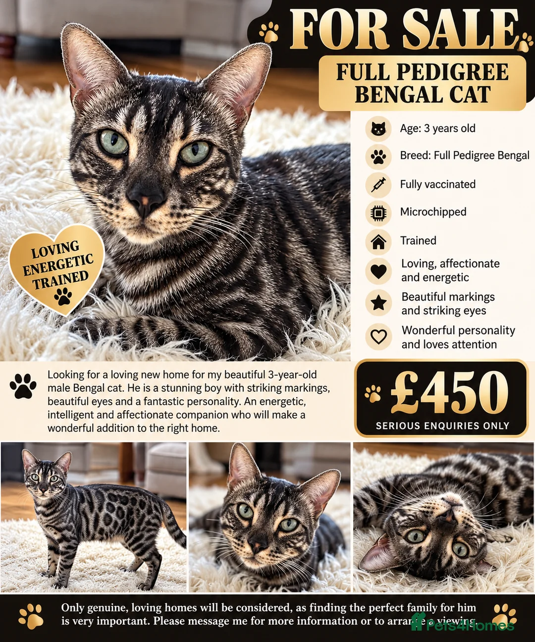 Bengal cats for sale: Sotty in Purley - Advert 2