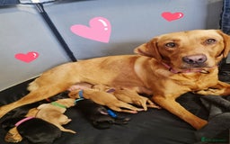 Labrador Retriever dogs for sale: Lab Pups - Red Fox/Black - Image 7