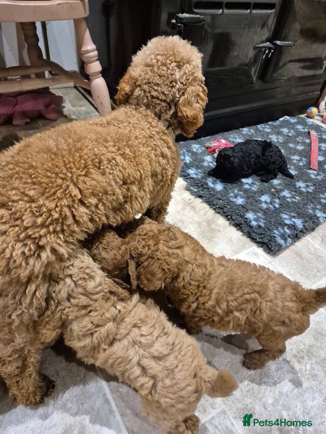 Miniature Poodle dogs for sale: Stunning poodles puppies  ready now   - Advert 2