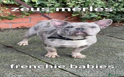 French Bulldog dogs for stud: Amazing merle male for stud - Image 3