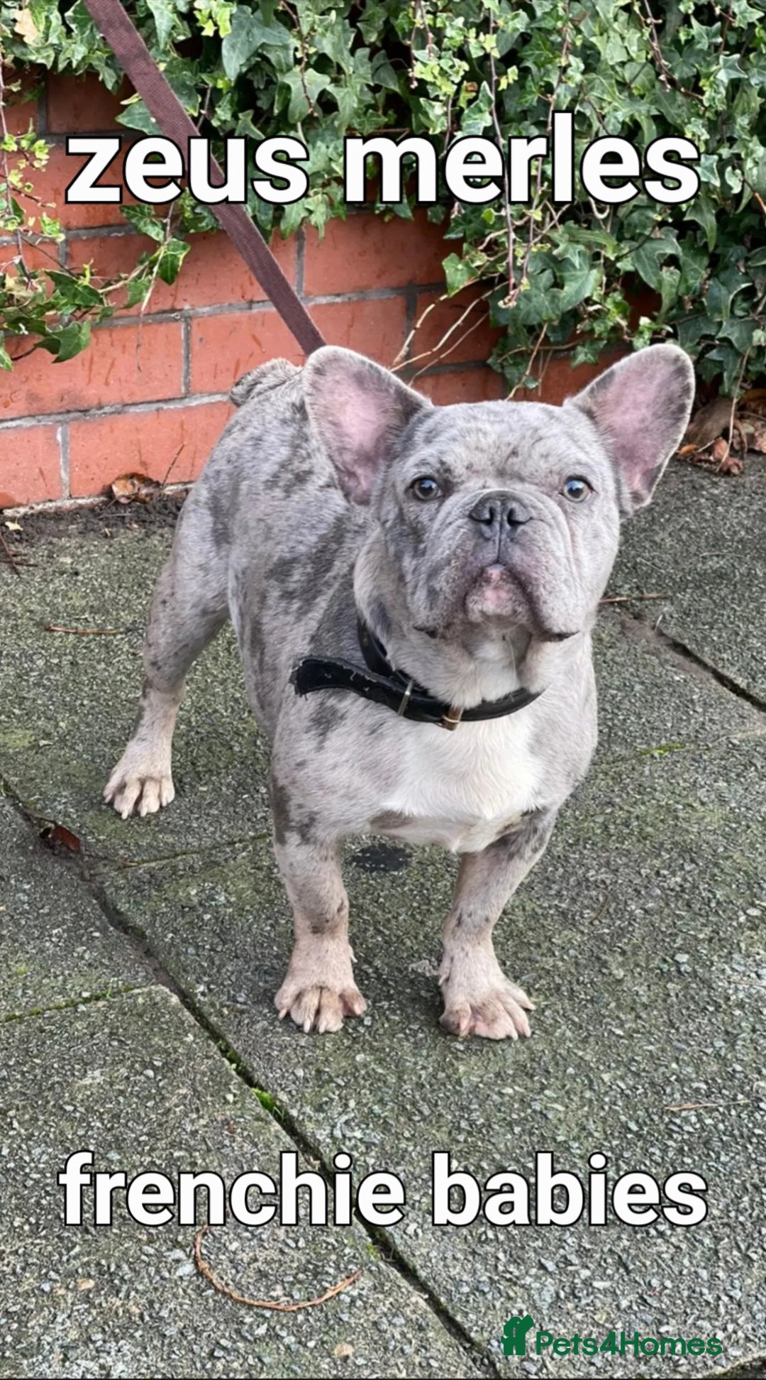 French Bulldog dogs for stud: Amazing merle male for stud - Image 3