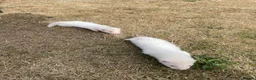 Ferret rodents for sale: 3 Standard Size Working Ferrets For Sale - Advert 7