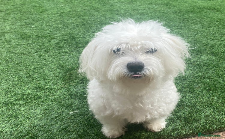 Maltese dogs in West Bromwich - Advert 4