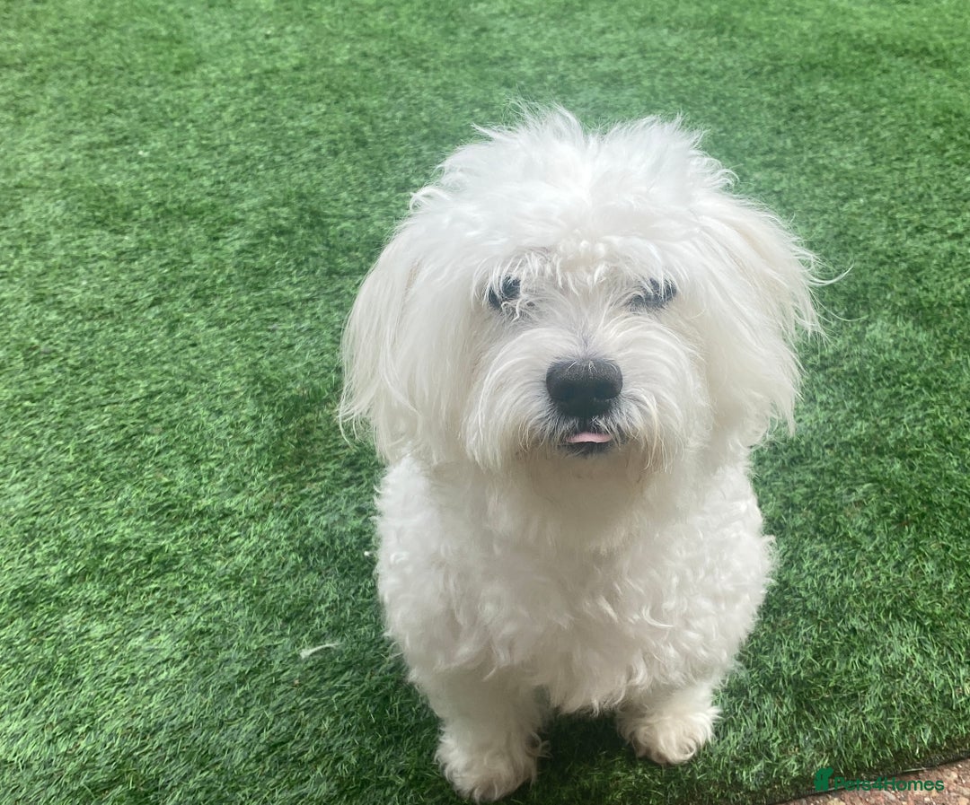 Maltese dogs for stud:  Maltese Dog Available For Stud  in West Bromwich - Image 1