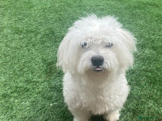 Maltese dogs in West Bromwich - Advert 14