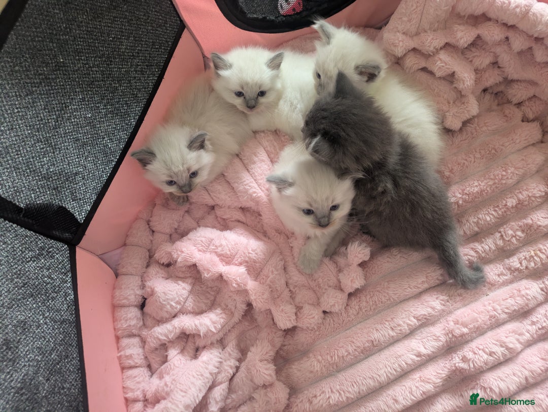 Ragdoll cats for sale: 5 beautiful kittens Ragdoll X Turkish  - Image 3