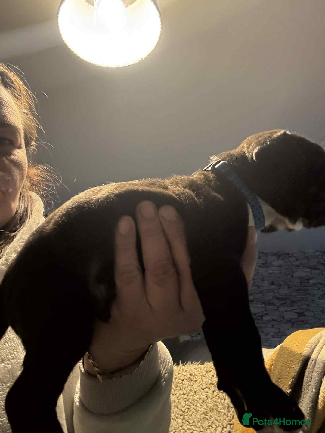 Mixed Breed dogs for sale: Cane corso puppys - Advert 15