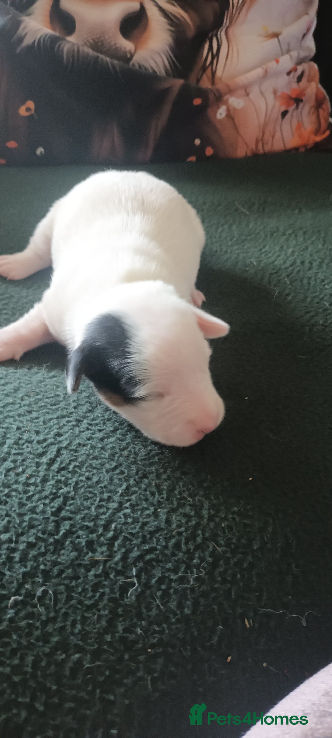 Jack Russell dogs for sale: Jack Russell Terriers - Image 16