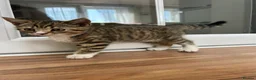 Mixed Breed cats for sale: Half British Short hair mixed breed  - Advert 7