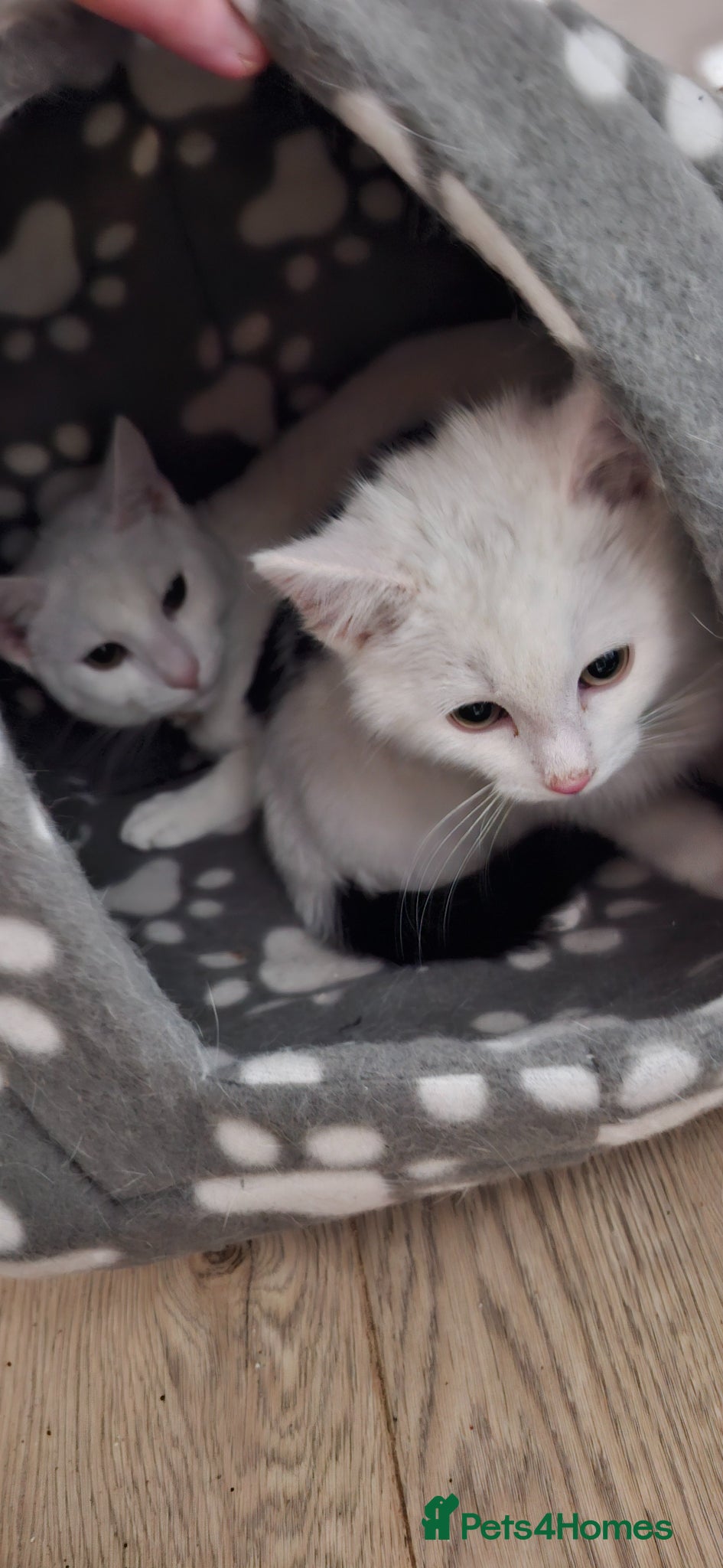 Turkish Angora cats Turkish angora  - Advert 5