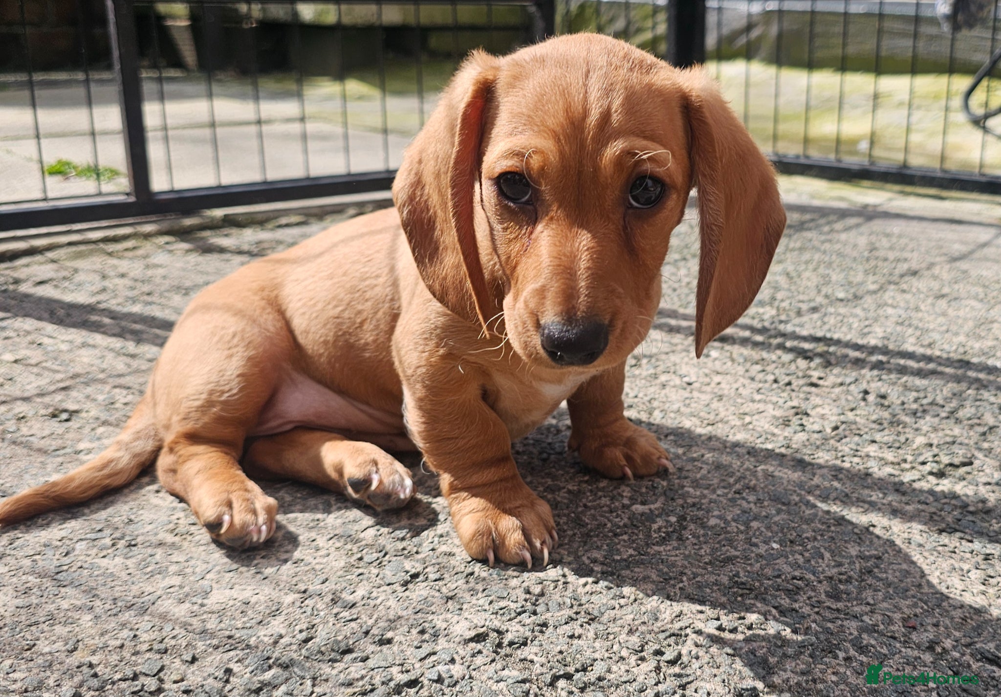 Miniature Dachshund dogs •KCREG •PRA CLEAR ONE GIRL AVAILABLE ❤️ 🐾 🏡  - Advert 14