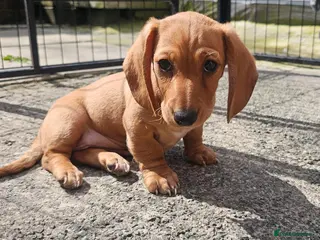 Miniature Dachshund dogs •KCREG •PRA CLEAR ONE GIRL AVAILABLE ❤️ 🐾 🏡 - Advert 15