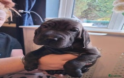 Mixed Breed dogs for sale: Final 2  puppies sharpei x show cocker   - Image 2